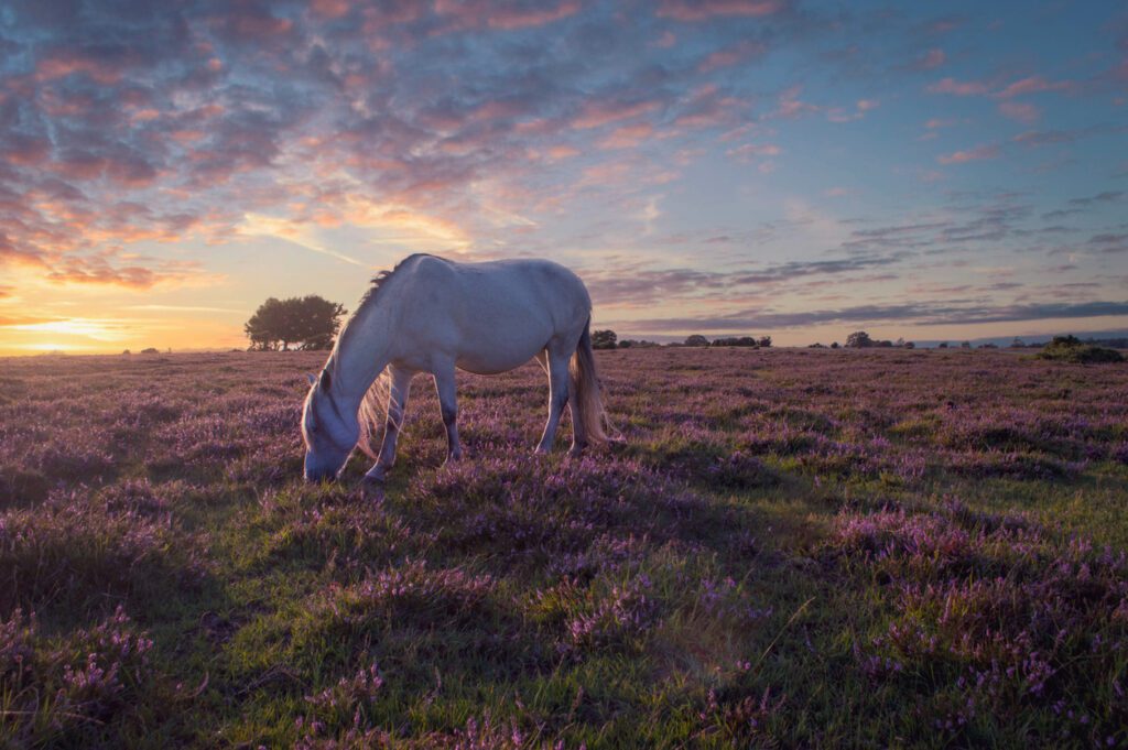 Explore the Best Local Attractions Near Hill Cottage Farm Camping and Caravan Park and Make the Most of Your Stay | Hill Cottage Farm Explore the Best Local Attractions Near Hill Cottage Farm Camping and Caravan Park and Make the Most of Your Stay | Hill Cottage Farm